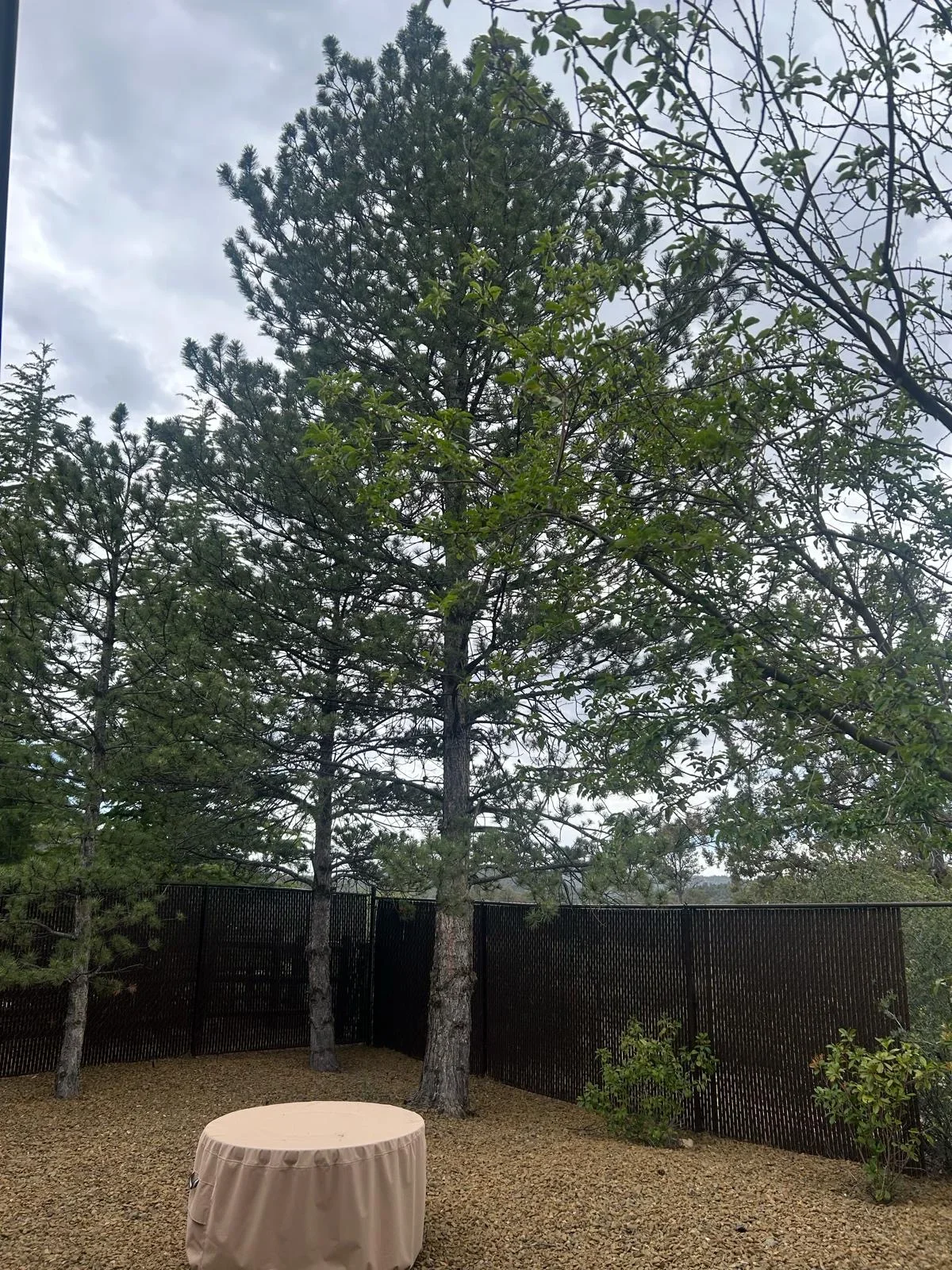 Tall pine trees in gravel courtyard with black metal fence panels