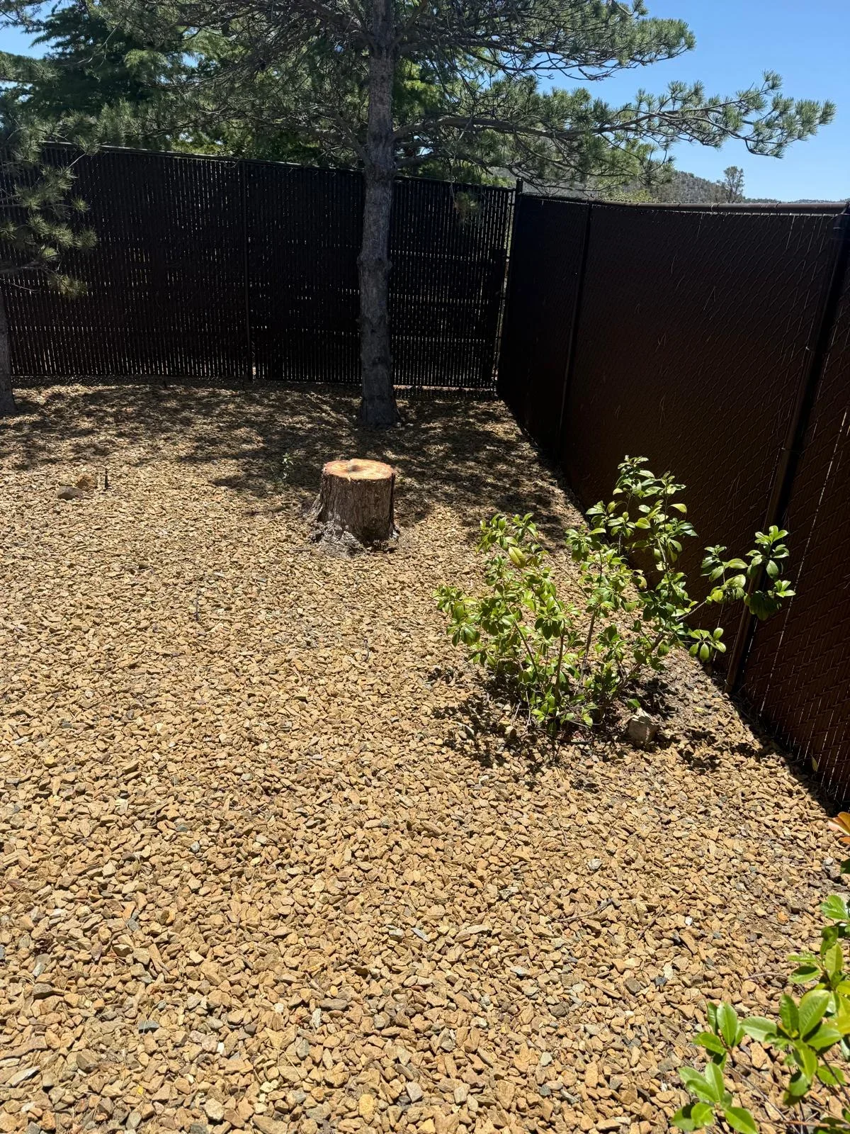 Black vertical slat fence enclosing gravel yard with pine trees and native shrubs