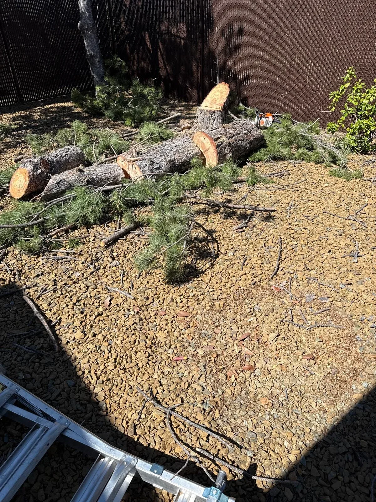 Cleared landscape with felled tree logs and wood chips, brick wall and fence in background