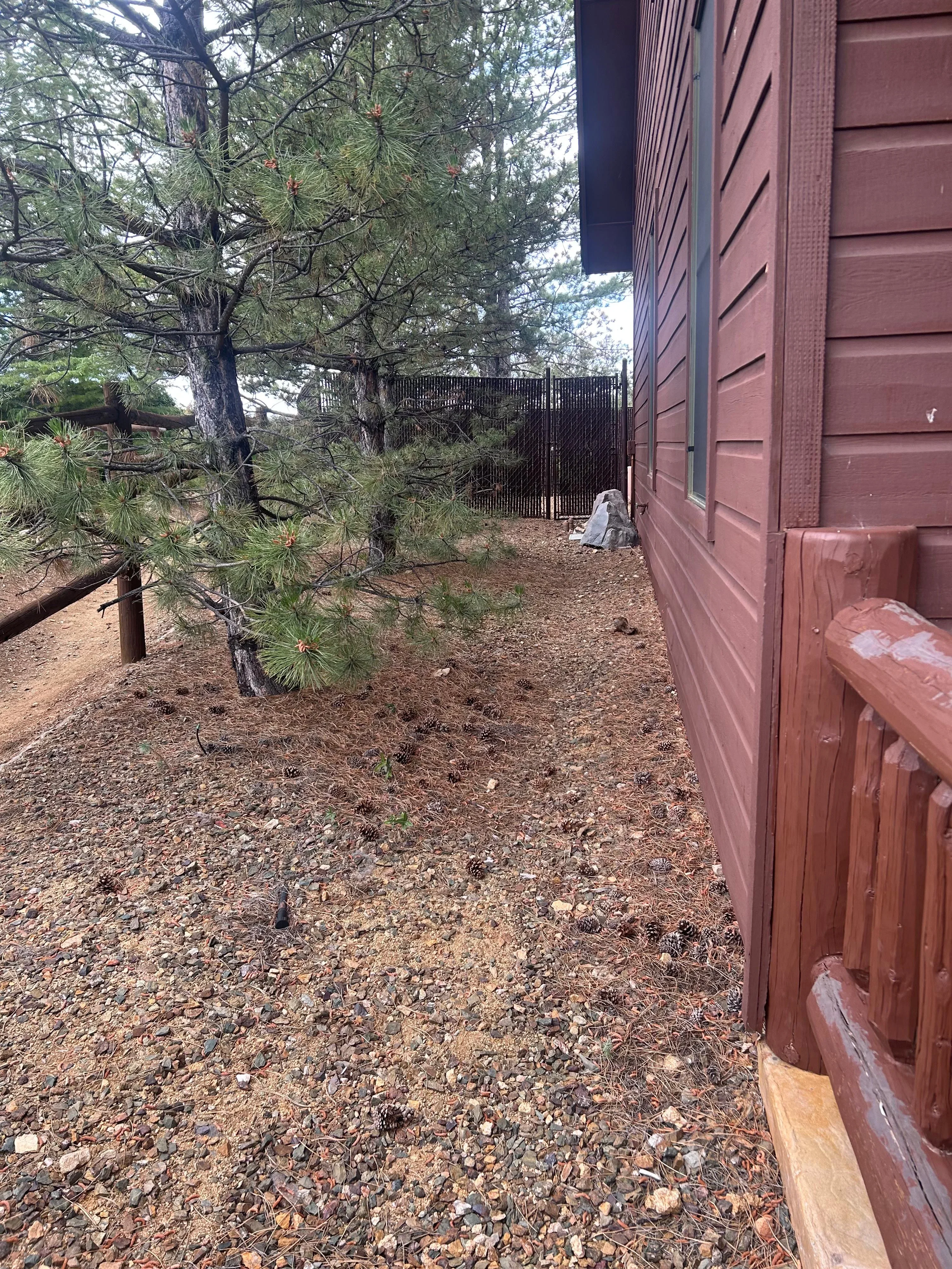 Newly planted pine trees in gravel landscape bed next to brick building and metal fence