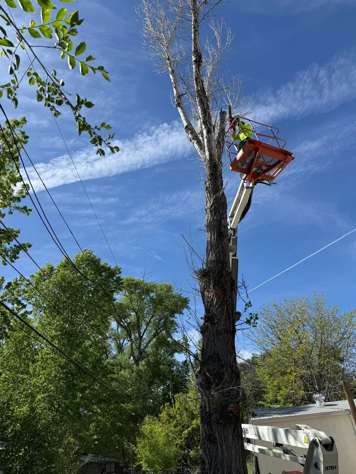 Aerial bucket truck removing dead tree branches with operator in lift basket