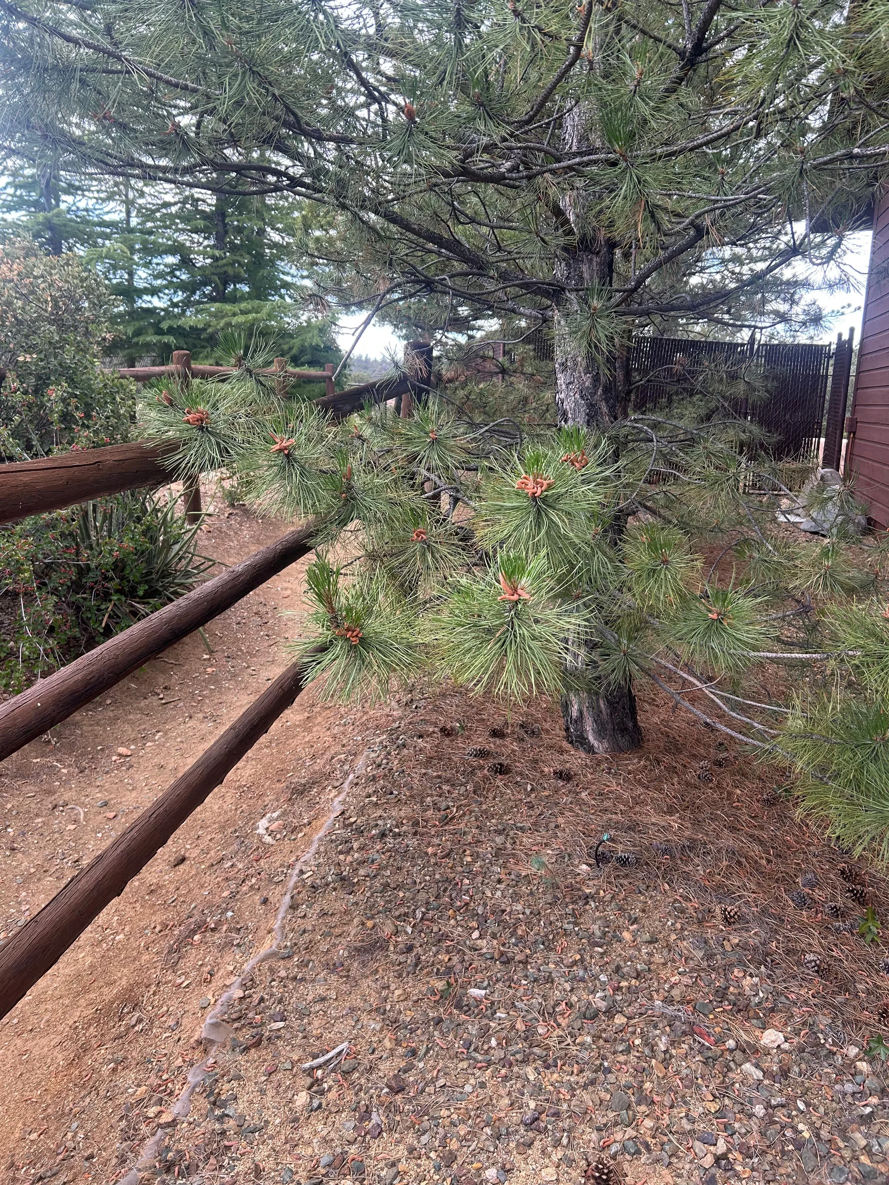 Native pine trees with red flowering shrubs and log edging in desert landscape